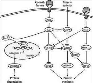 How long Anabolic Window stays